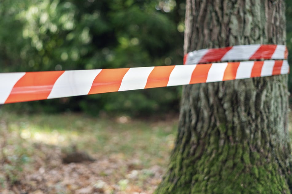 Aposentado descubre seis ovejas muertas en un sendero del bosque