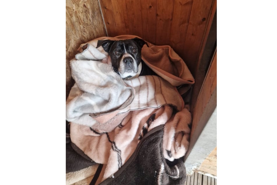 Der Hunde-Opi sucht sein letztes Zuhause.