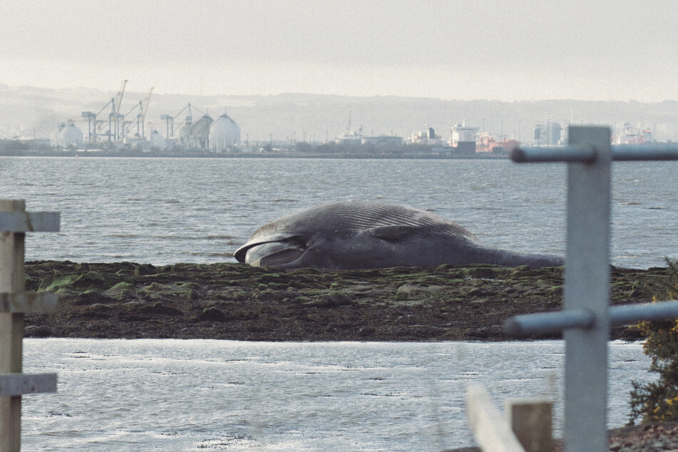 Zahlreiche Gaffer und Hobby-Fotografen nehmen einen gefährlichen Weg auf sich, um den toten Wal zu Gesicht zu bekommen.