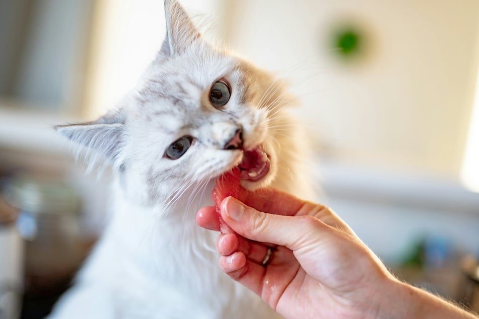 Wer möchte, kann seiner Katze ein kleines Stück Wassermelone ohne Kerne zum Verzehr anbieten.