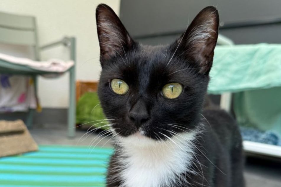 Kater Bob war als Fundtier im Tierheim Bergheim gelandet. Jetzt will er noch mal ganz von vorne anfangen.