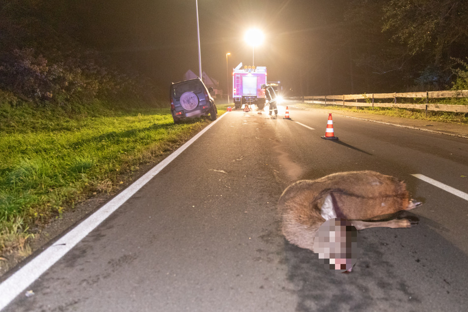 Autofahrerin erfasst Reh in Waldgebiet: Frau verletzt, Tier tot
