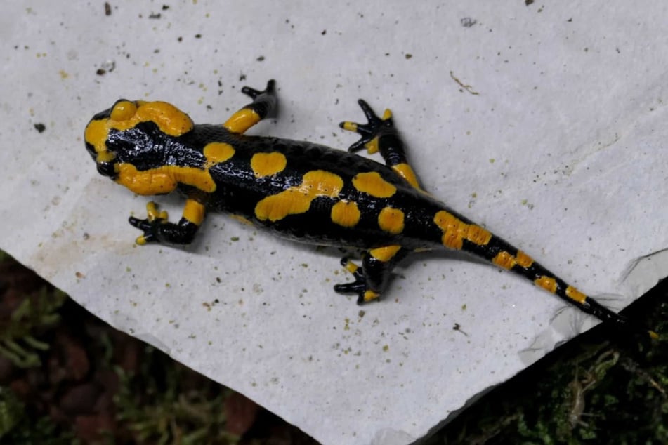 Krankheiten wie die Salamander-Chytridiomykose - auch "Salamanderfresser" genannt – bedrohen den Feuersalamander auf erhebliche Art. Der Zoo möchte Tipps geben, wie man das Tier besser Schützen kann – vor sämtlichen Gefahren.