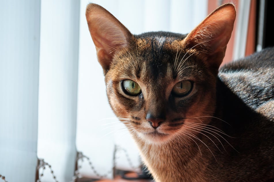 An den großen Ohren der Abessinierkatze lässt sich ihr aufmerksames und neugieriges Wesen erkennen.