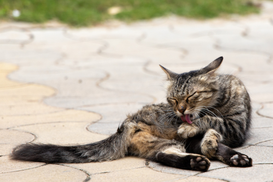 Katzen putzen sich
                    mehrfach am Tag sehr grndlich.