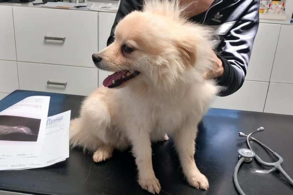 Hündin Bella wurde von ihren Besitzern samt einer absurden Geschichte im Tierheim abgegeben.