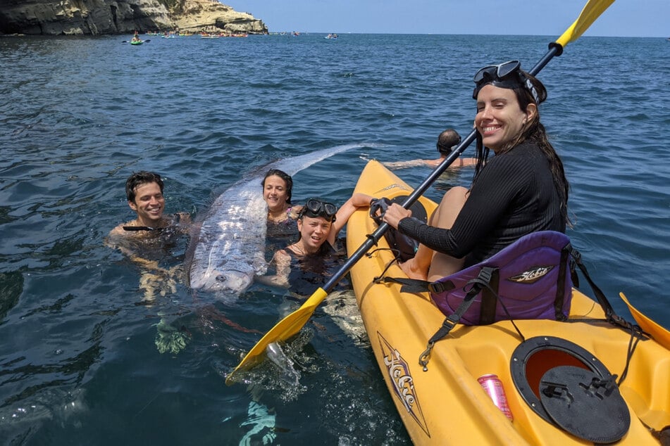 Bucht-Besucher entdeckten einen toten Riemenfisch - ein seltener Fund!