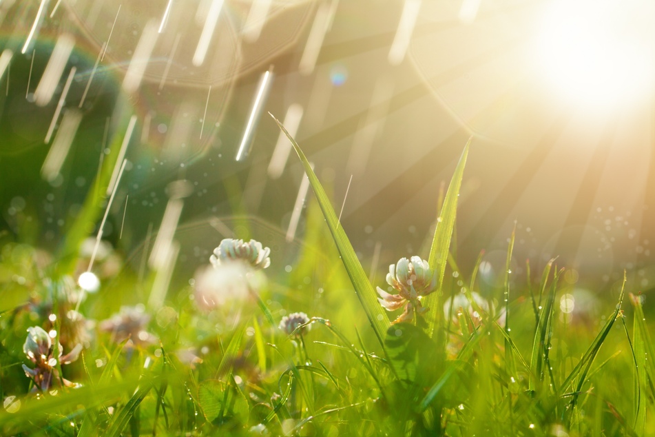 Gründüngerpflanzen wie Klee bremsen den Regen und können ein Verschlämmen verhindern.