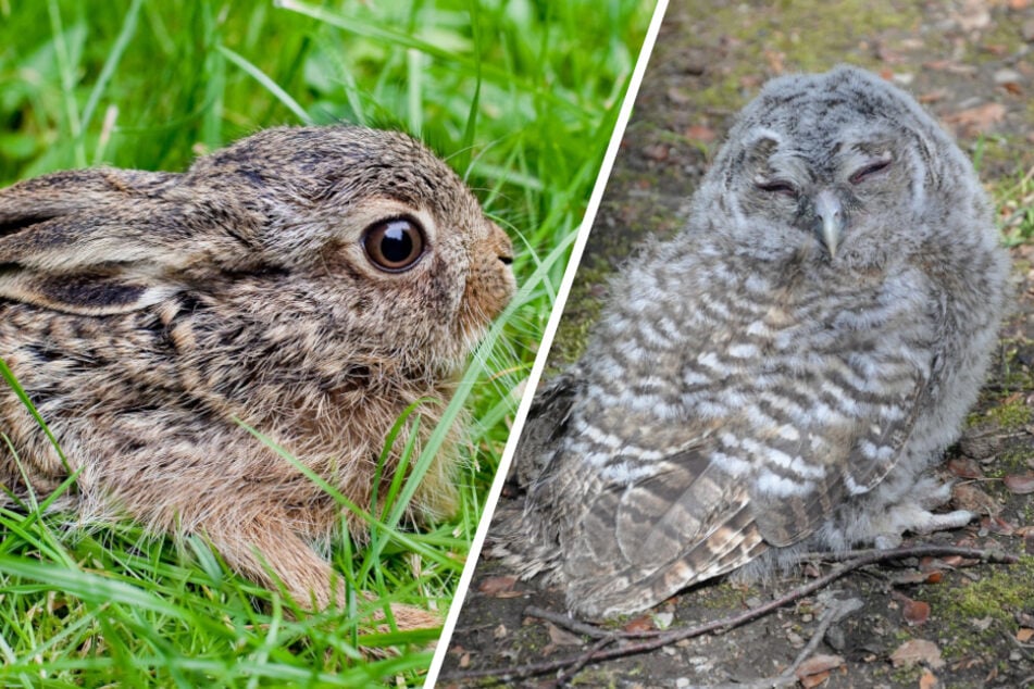 Chemnitz: Chemnitzer Rathaus mahnt: Das dürft Ihr auf keinen Fall mit Vogel- und Hasenbabys machen