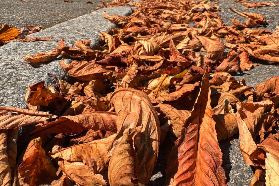 Es wird empfohlen, das Laub bis zum Frühjahr einzusammeln, um die Miniermotte zu bekämpfen.