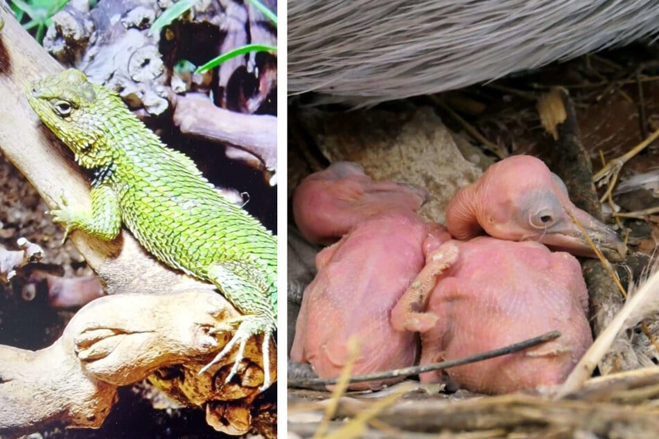 Unter anderem sind zuletzt ein Stachelleguan (l.) und zwei Krauskopfpelikane im Tierpark zur Welt gekommen.