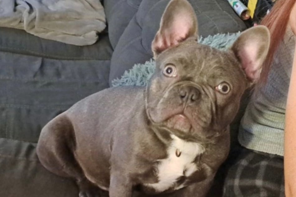 Die Französische Bulldogge Dobby konnte gefunden werden.