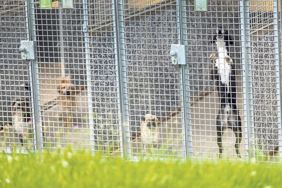 Mehr als die Hälfte der Hundezwinger im Tierheim ist momentan schon besetzt.