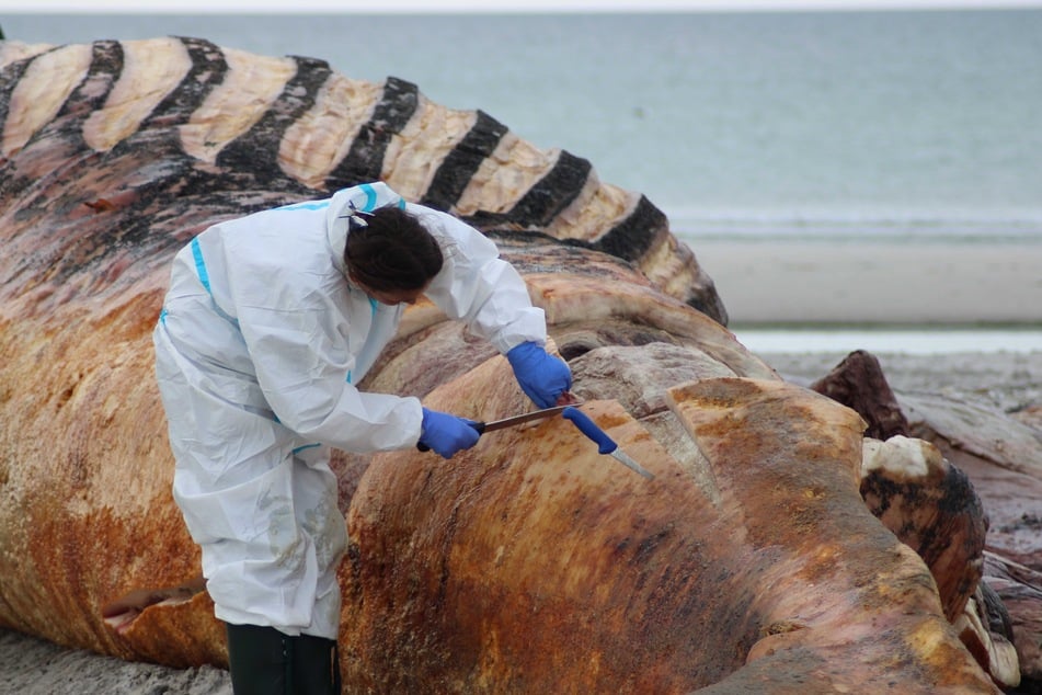 Vergangene Woche wurde das tote Tier am Strand der Insel Anholt obduziert. Jetzt werden die Überreste in einer dänischen Fabrik verwertet.
