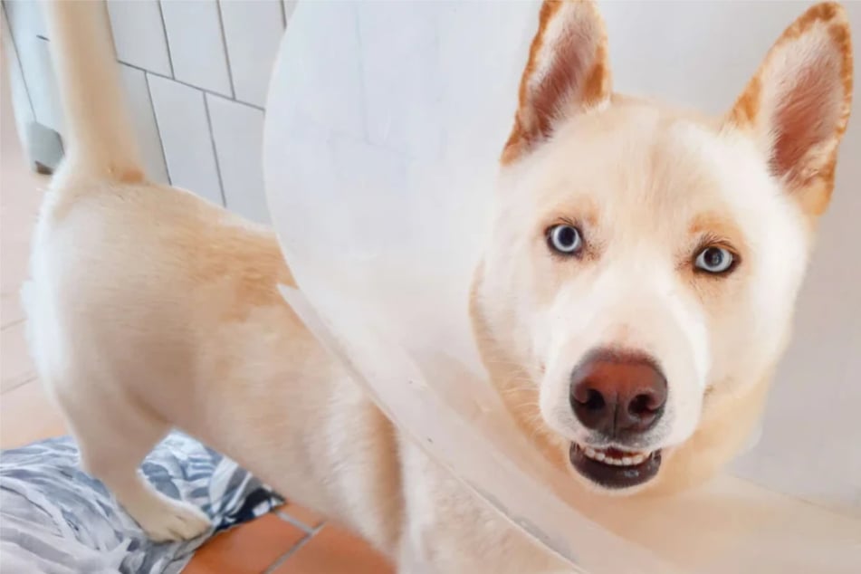 Wer kann diesen treuen Augen widerstehen? Sensibler Husky-Mix Arktis sucht neues Zuhause