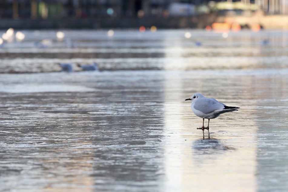 Auf der Alster dürfte sich eine dünne Eisdecke bilden. (Archivbild)