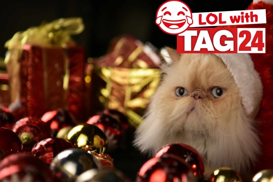 Joke of the Day for December 6, 2025: A Christmas cat jokes for Caturday