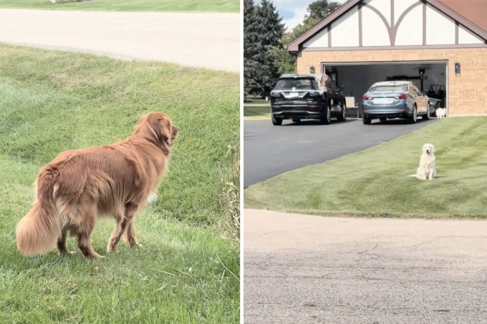 Con anhelo, los Golden Retriever se miran al otro lado de la calle.