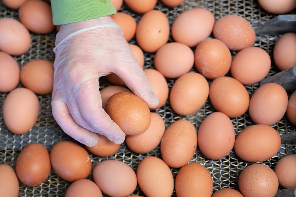 Im Großenhainer Geflügelhof werden Freilandeier an Maschinen sortiert und verpackt. In den vergangenen Jahren wurden in Sachsen immer mehr Öko-Eier erzeugt.