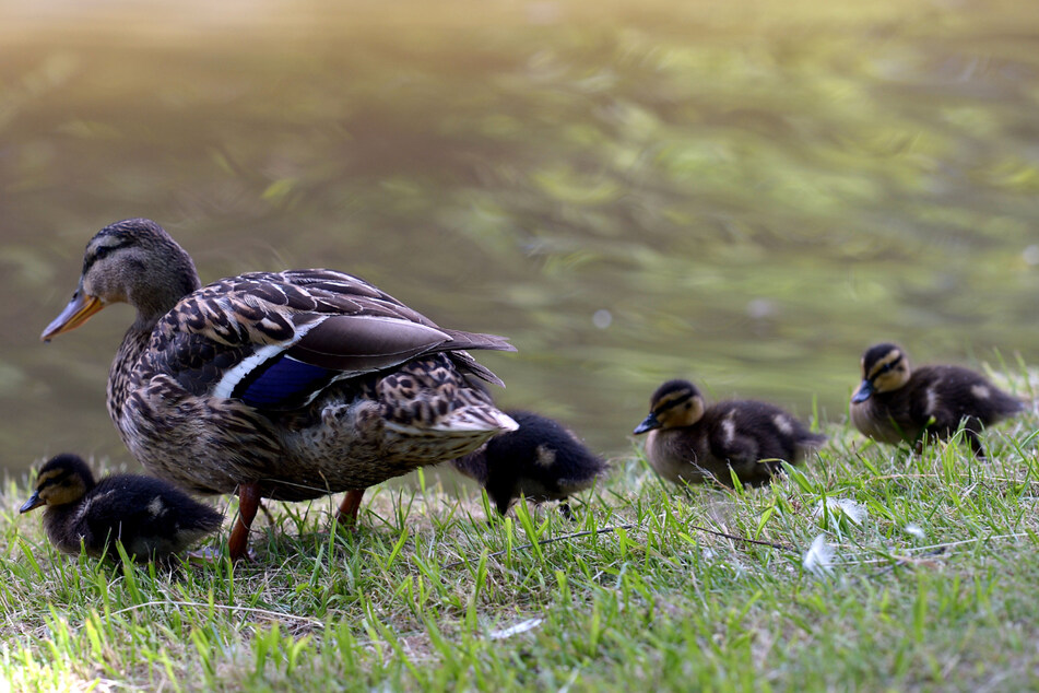 Die Unbekannten hatten zwei der kleinen Enten getötet. (Symbolbild)