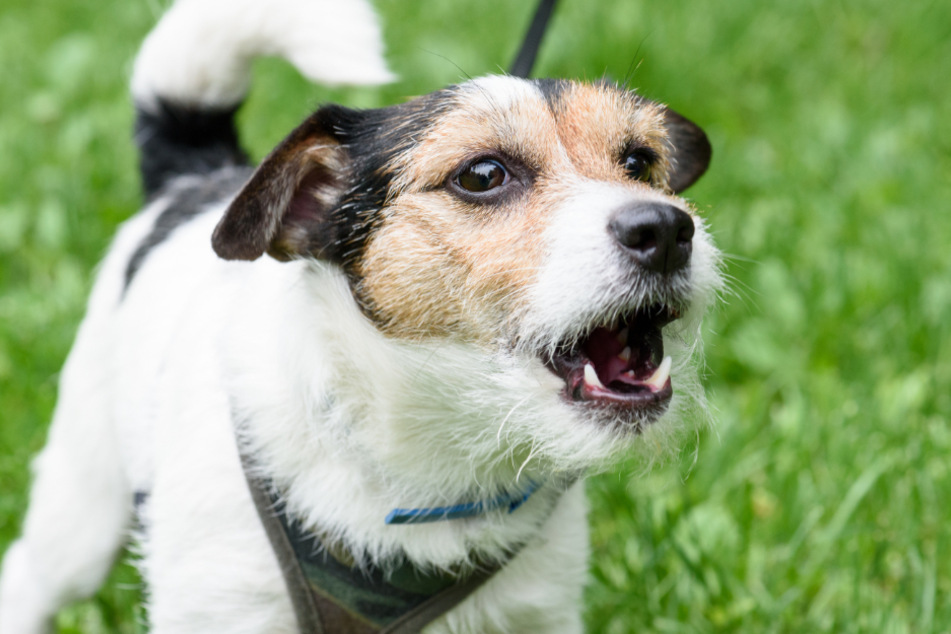 Durch das Bellen des Hundes wurden die Nachbarn auf die Notlage aufmerksam. (Symbolbild)