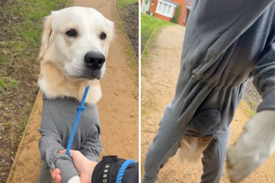 Der Golden Retriever hat sich in die Hose gemacht.