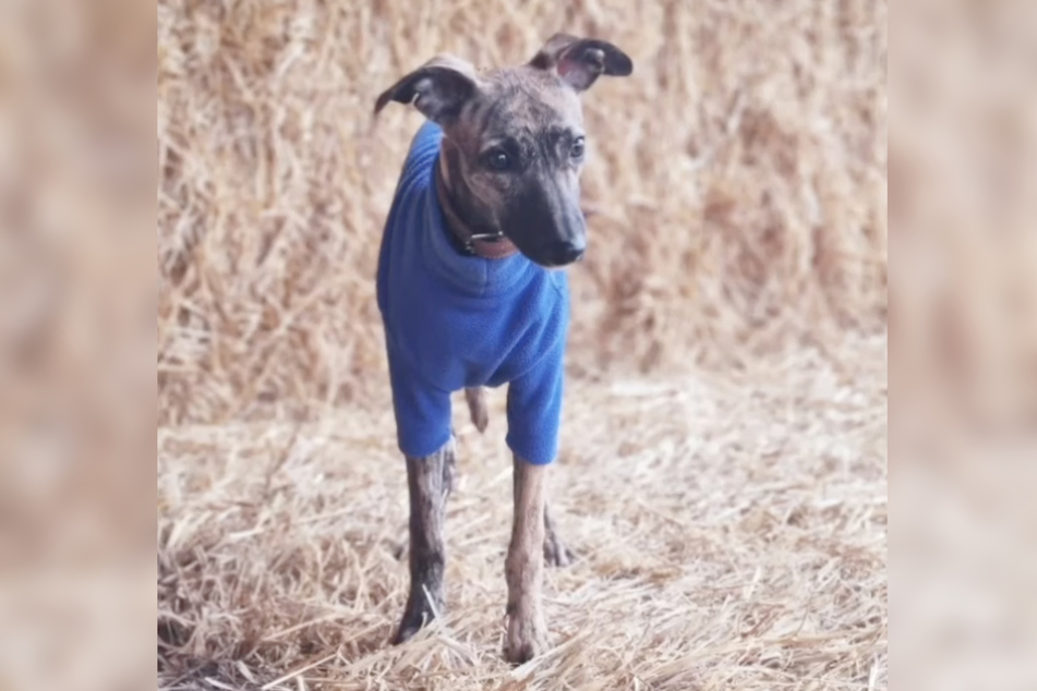 Mit einem warmen Pullover am Körper liebt es der kleine Windhund inzwischen, die Gegend zu erkunden.