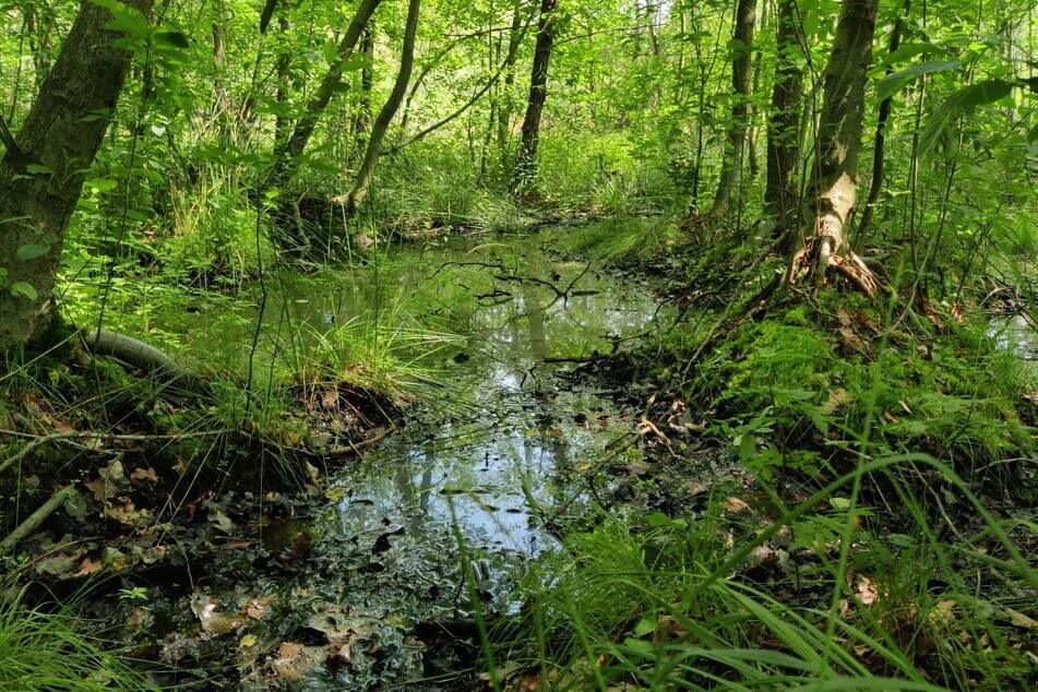 Die Großdittmannsdorfer Moore sind ein wichtiger CO2-Speicher und Lebensraum für seltene Pflanzen und Tiere.