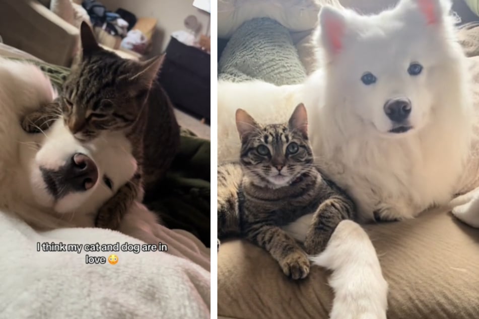 The owner of this cat and dog asked her followers if their unusual love story was "normal."