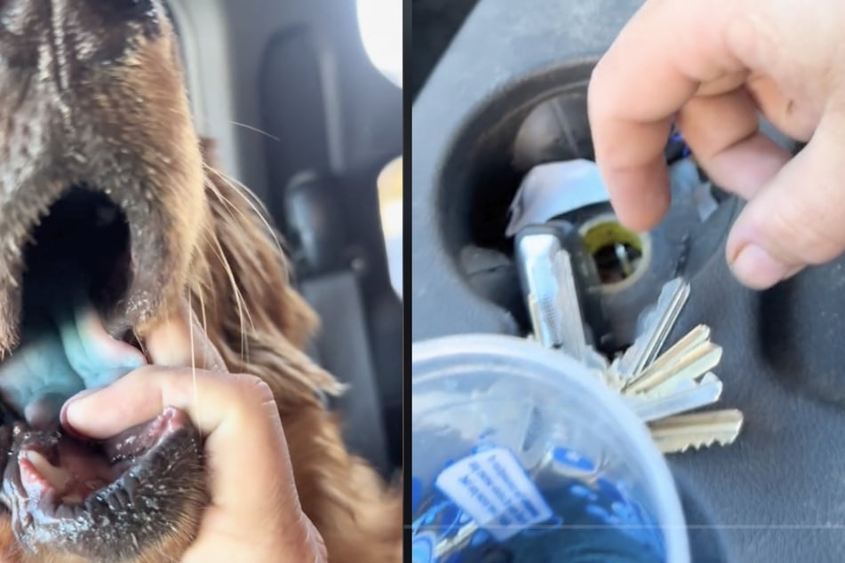 Die blau gefärbte Zunge des Tieres überführte es: Der Hund hatte den blauen Slushie ausgeschlabbert.