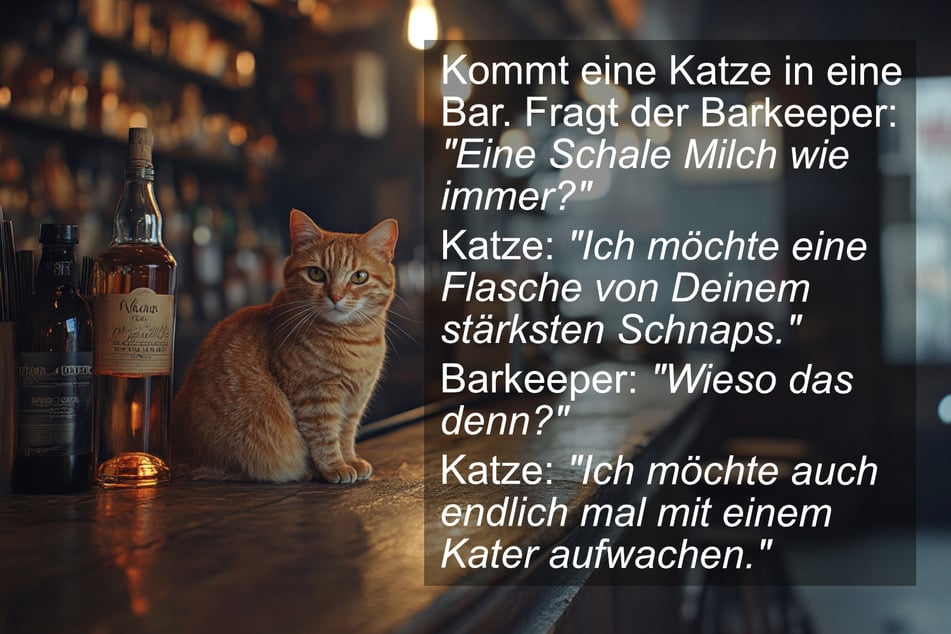 Schnurren war gestern, hier heißt es: Kater gesucht!