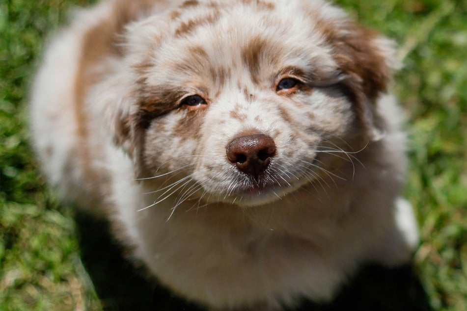 Australian Shepherds are some of the sweetest and most beautiful dogs in the world.