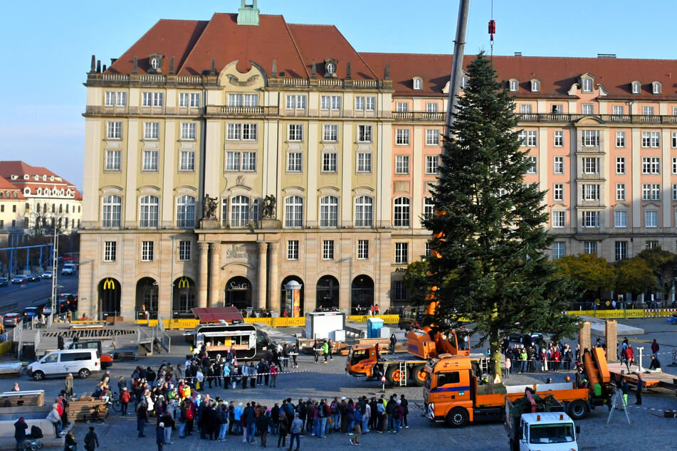 Frisch aus der Lausitz: Die Striezeltanne ist auf dem Altmarkt angekommen!