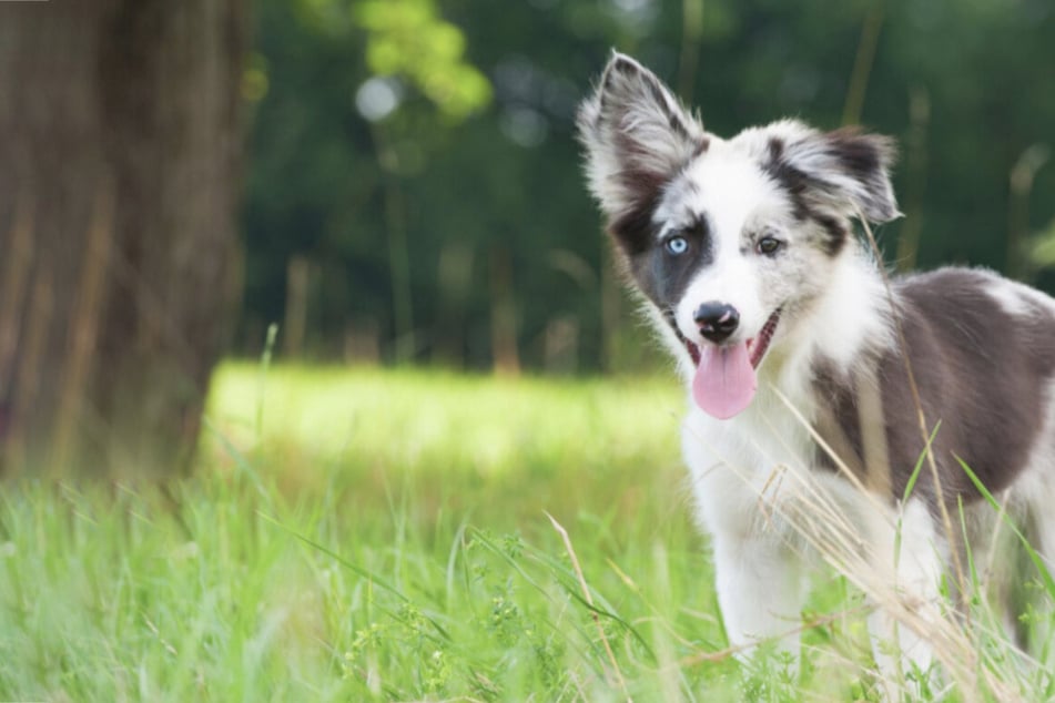 Spotted dogs are beautiful, incredibly cute, and hide a strange phenomenon.