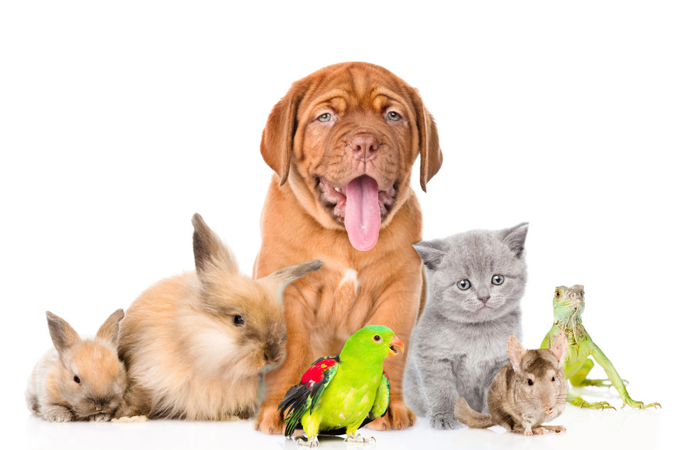 Ob Hund, Katze, Vogel oder Kaninchen: Bei der Haltung von Haustieren gibt es eine Menge zu beachten.