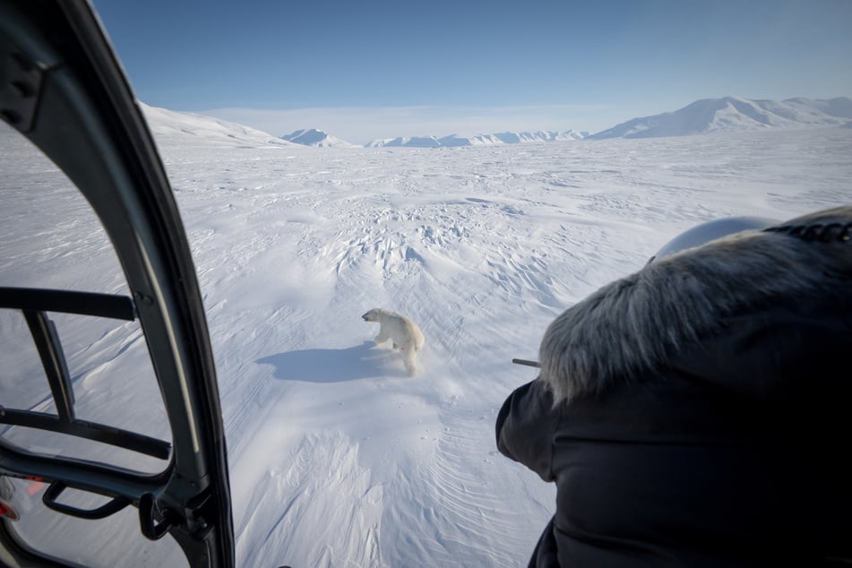Norwegian veterinarian Rolf Arne Olberg shoots a polar bear to sedate it, from a helicopter flying over sea-ice in eastern Spitzbergen in the Svalbard archipelago.