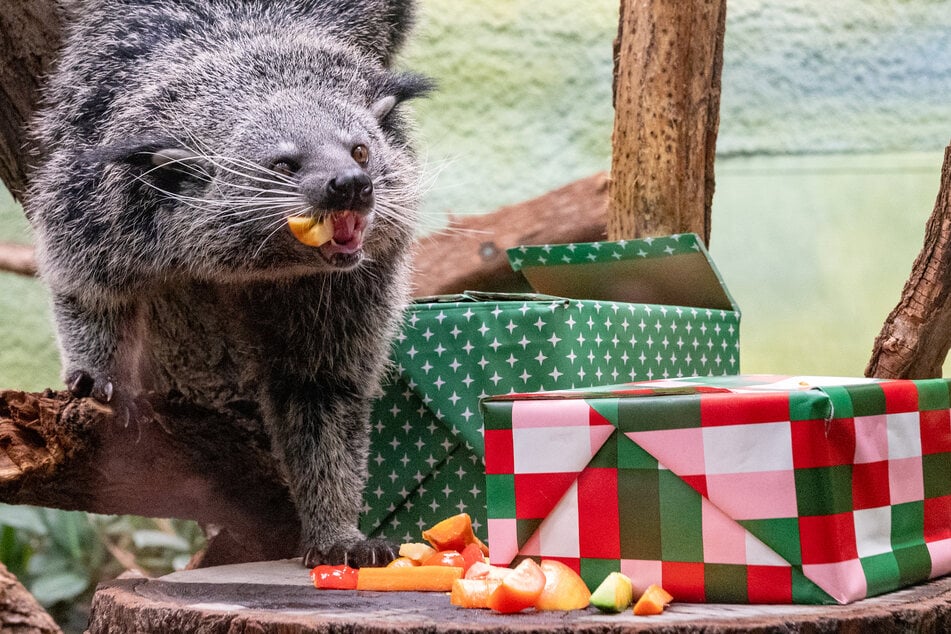 Binturong Swantje wurde mit Tomate und Paprika überrascht.