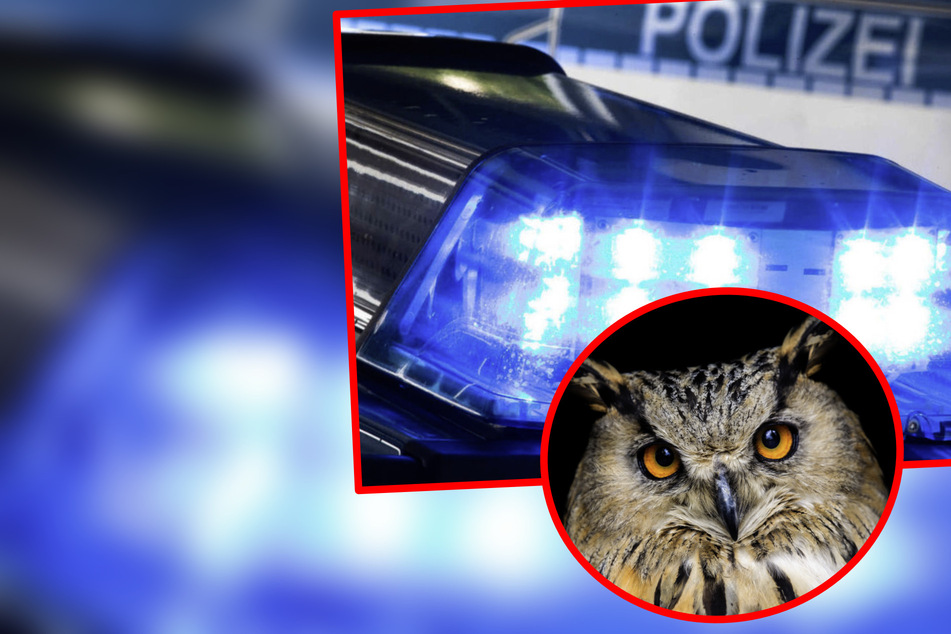 Tierischer Einsatz: Polizei in Thüringen rettet verletzten Uhu