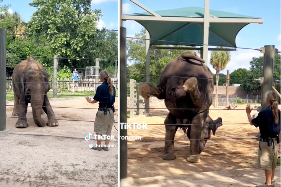 Yoga isn't just for humans, it's for elephants, too! This elephant named Tess (pictured) can do a handstand.
