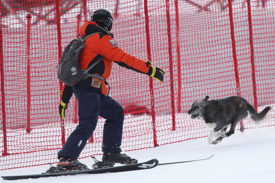 Loose dog runs down a Super-G slope in flawless fashion!