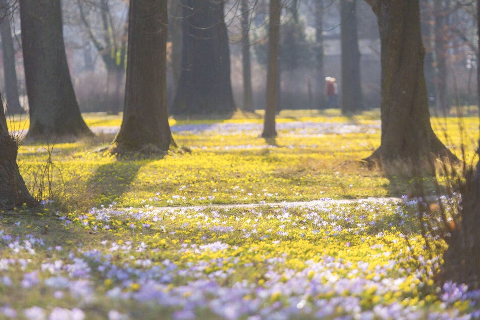 Krokusse und Winterlinge blühen schon. Jetzt werden auch die Bäume im Großen Garten fit für den Frühling gemacht.