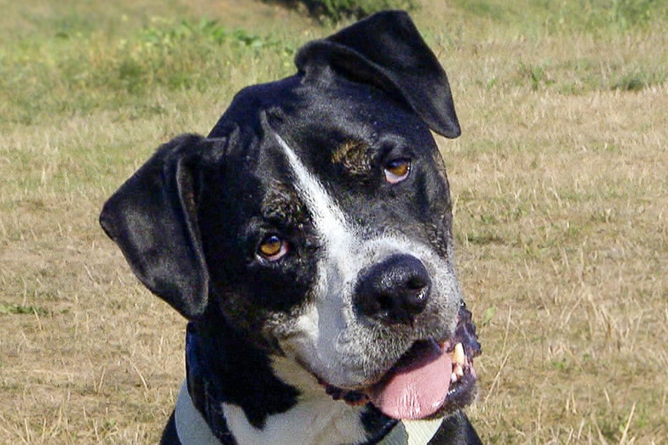 Baxter lebt seit vielen Jahren im Tierheim und sucht ein neues Zuhause.