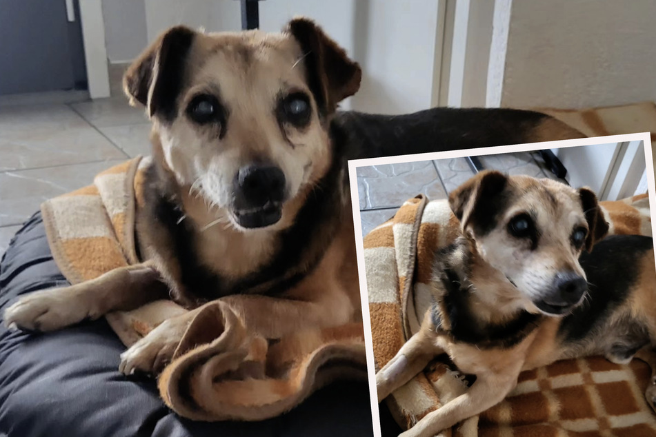 Hunde-Opa Herbert aus der Ukraine sucht immer noch nach letztem Zuhause: "Die alten Knochen kraulen"