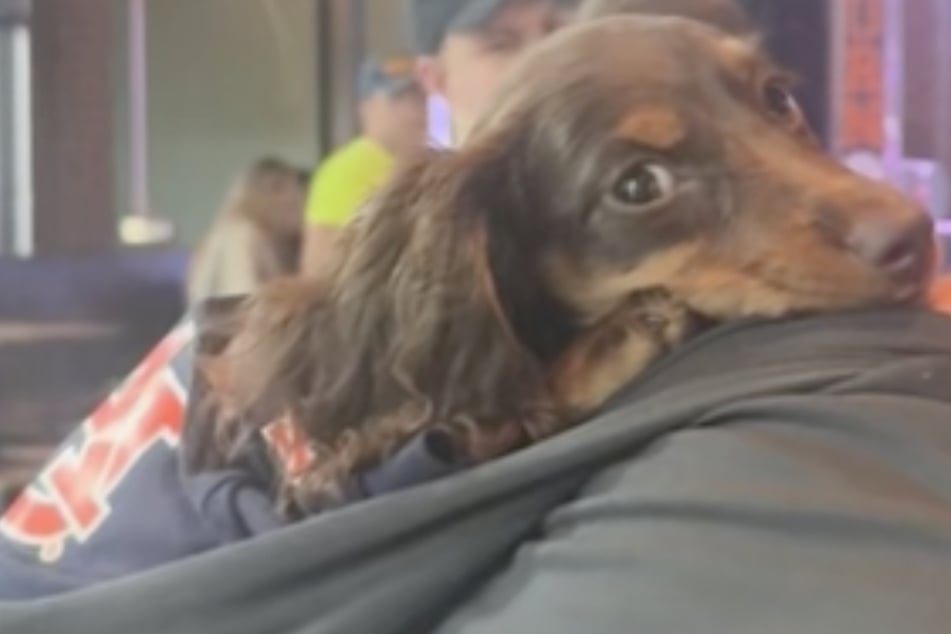 Tiny Dachshund puppy dog finds a new favorite nap spot in the silliest place: "as long as he’s next to daddy"