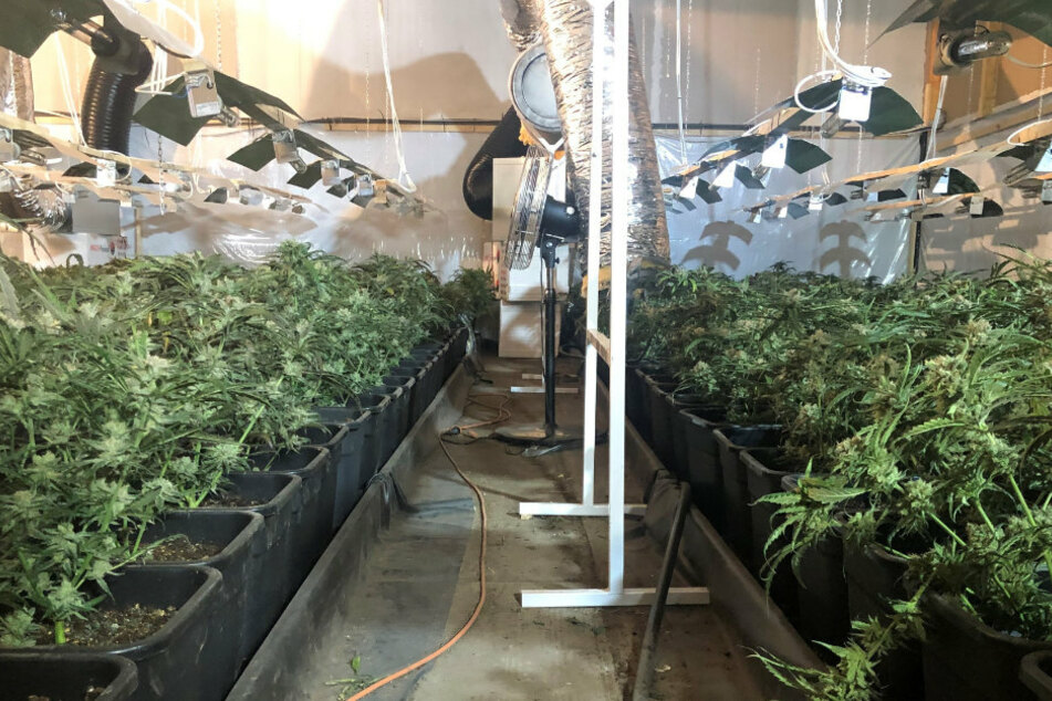 In dem Gewerbegebiet in Wiesenburg wurden mehr als 2.000 Cannabispflanzen sichergestellt.