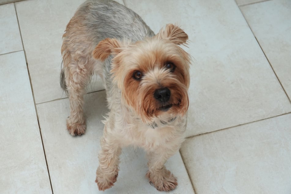 Roxi sucht ein neues Zuhause.