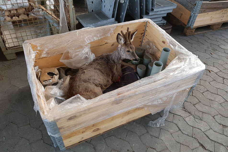 Rehbock wird von Transporter angefahren und gerettet, doch dann folgt unerwartete Reaktion