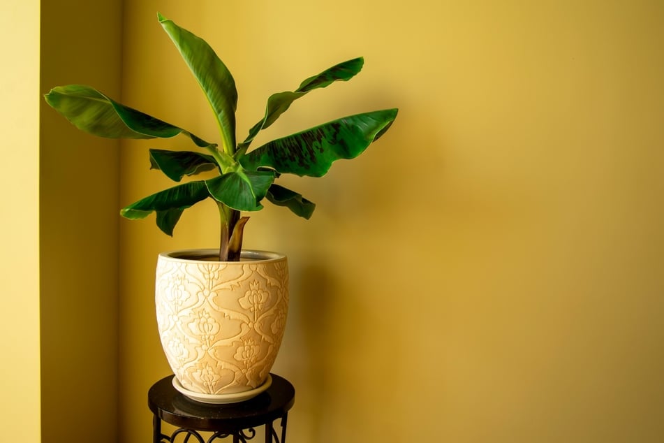 Die Bananenpflanze ist eine ungiftige Zimmerpflanze, die unter guten Kultivierung auch Früchte bildet.