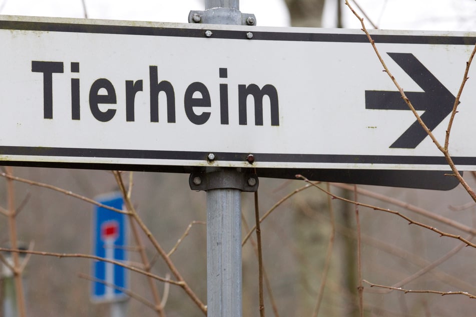 Immer wieder landen Tiere aus fragwürdigen Zuchten in deutschen Tierheimen. (Symbolfoto)