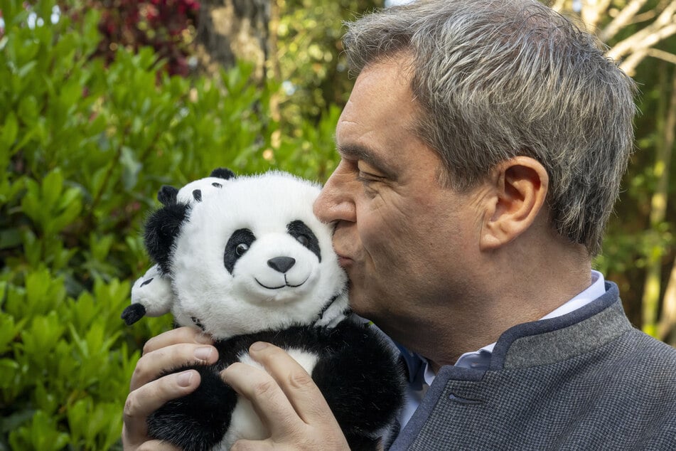 Politisches Kalkül? Ministerpräsident Markus Söder (59, CSU) ist Panda-Fan.